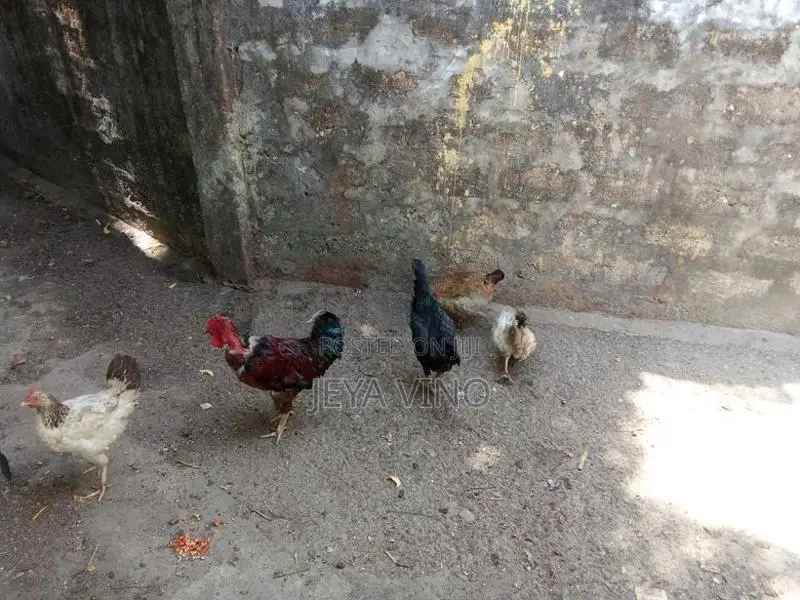 ஊர்க்கோழிகள்