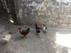 ஊர்க்கோழிகள்