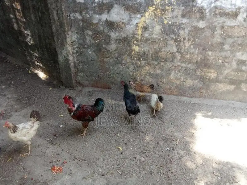 ஊர்க்கோழிகள்
