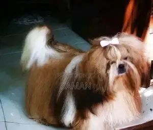 Shih Tzudog For Crossing