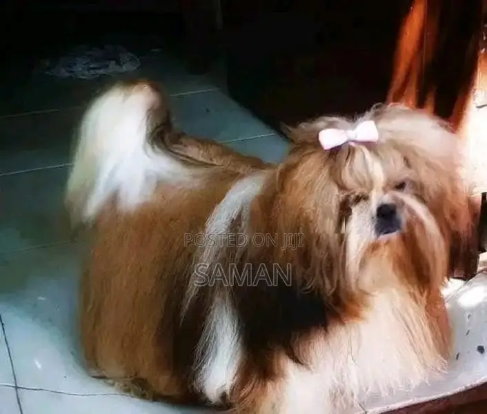 Shih Tzudog For Crossing
