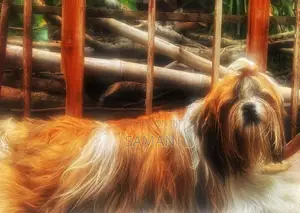 Shih Tzudog For Crossing