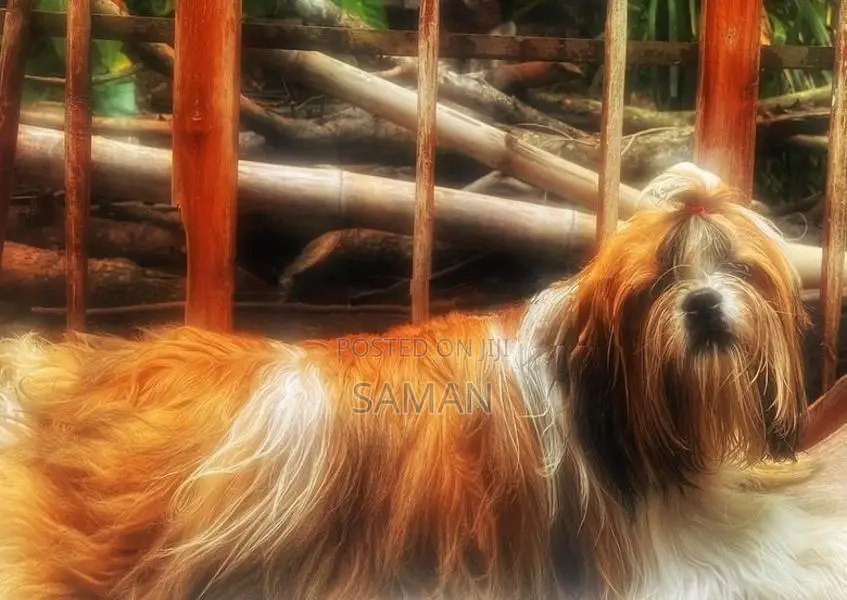 Shih Tzudog For Crossing