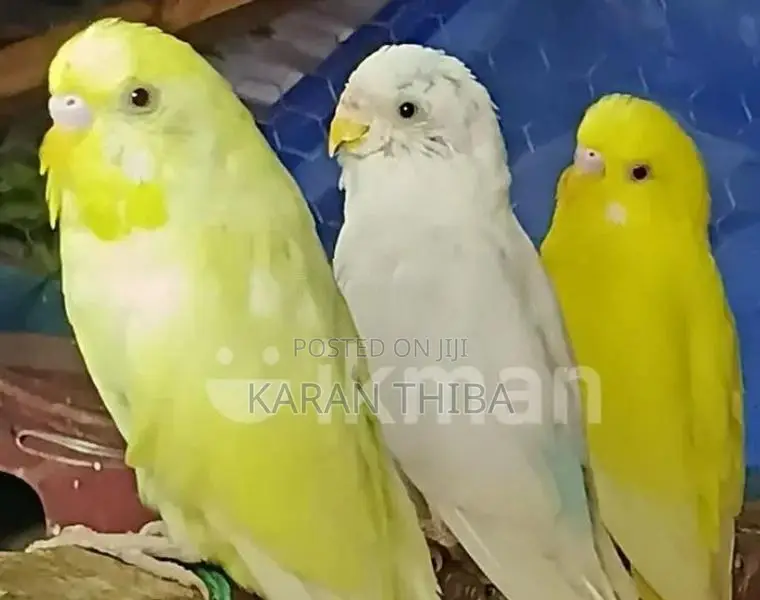 காதல் பறவைகள்