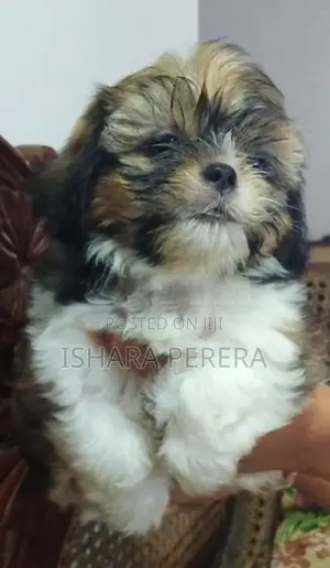Shih Tzu Female