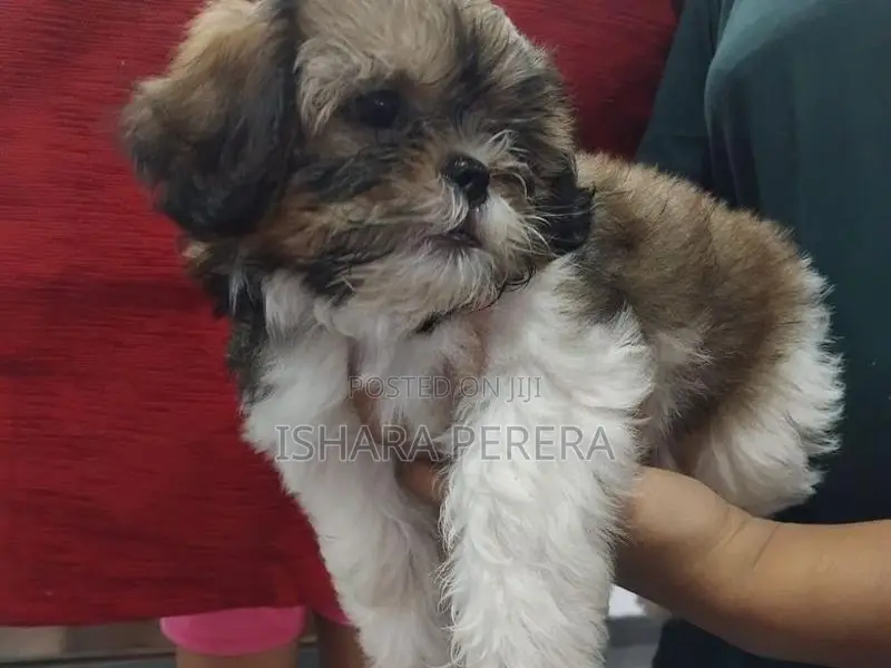 Shih Tzu Female