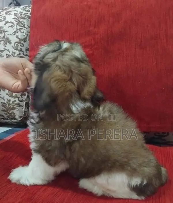 Shih Tzu Female
