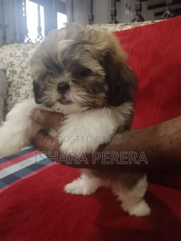 Shih Tzu Female