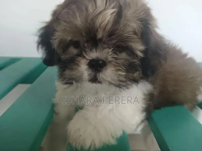 Shih Tzu Female