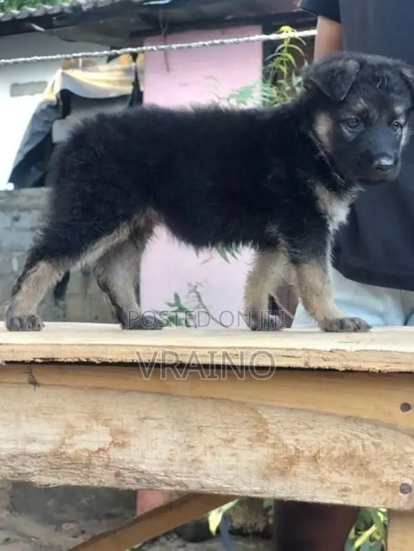 German Shepherd Puppies