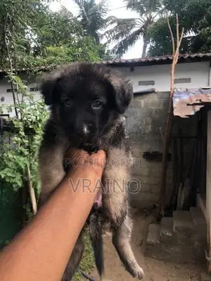 German Shepherd Puppies
