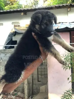 German Shepherd Puppies