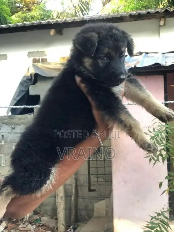 German Shepherd Puppies