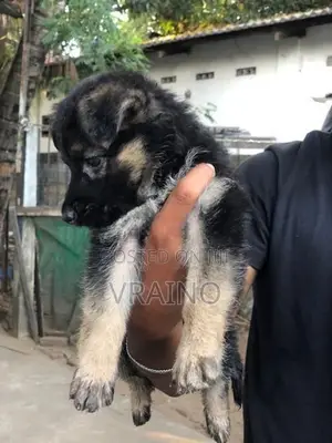 German Shepherd Puppies
