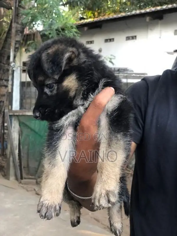 German Shepherd Puppies