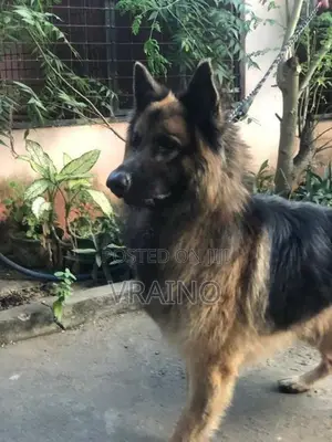 German Shepherd Puppies