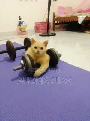 Persian Cat