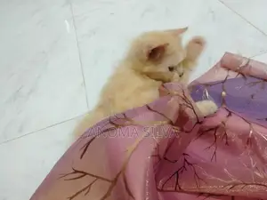 Persian Cat