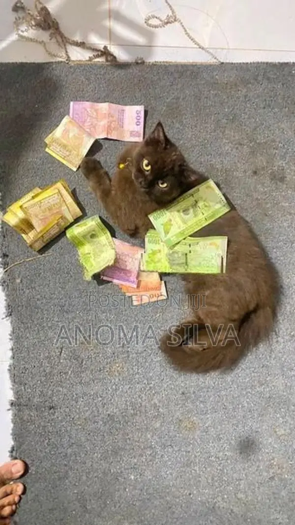 Persian Cat