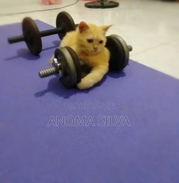 Persian Cat