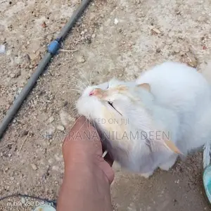 Persian Cat