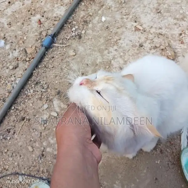 Persian Cat