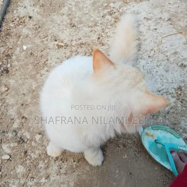 Persian Cat