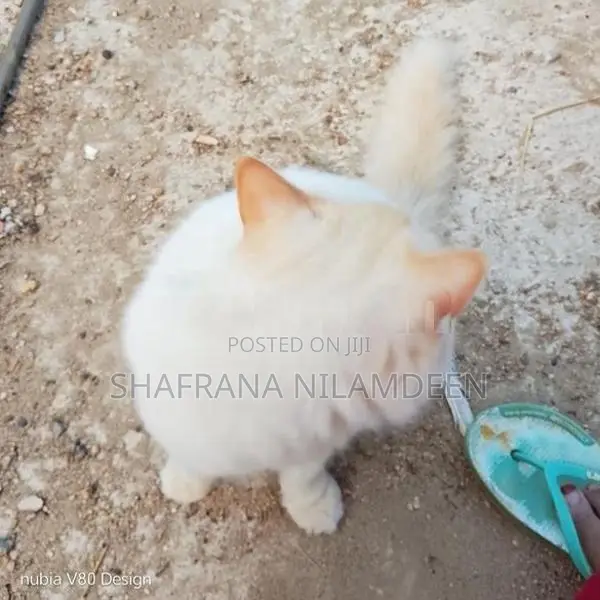 Persian Cat