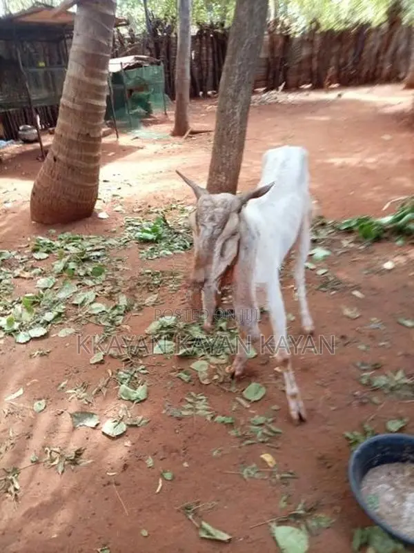 Mari Aadu