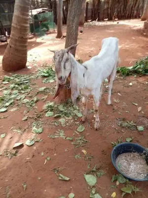 Mari Aadu
