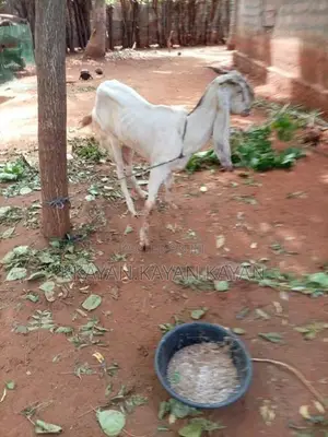 Mari Aadu