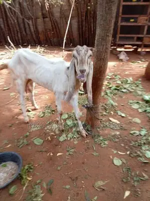 Mari Aadu