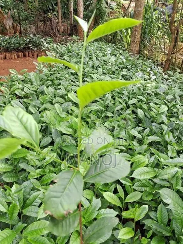 ගුණාත්මක තේ පැල