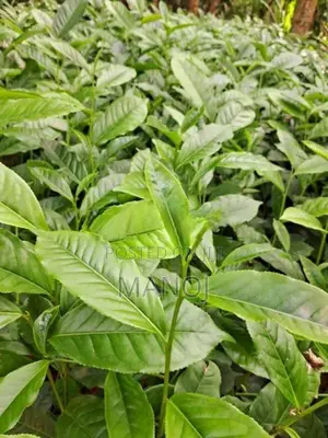 ගුණාත්මක තේ පැල