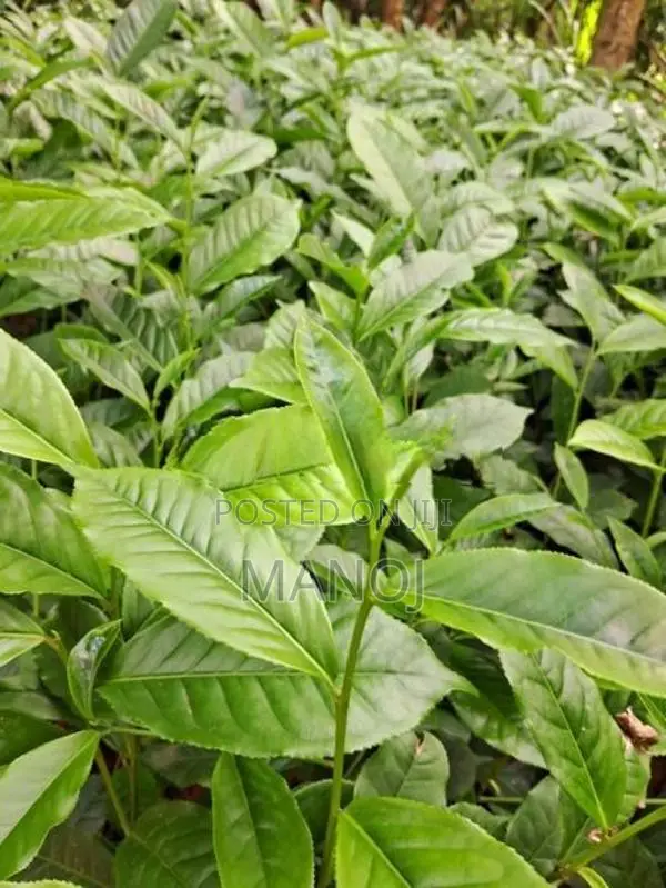 ගුණාත්මක තේ පැල