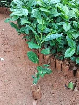 ගුණාත්මක තේ පැල