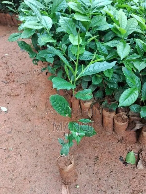 ගුණාත්මක තේ පැල