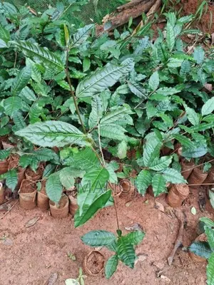 ගුණාත්මක තේ පැල