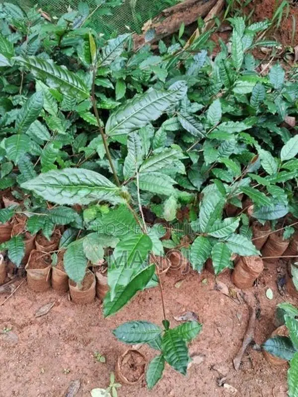 ගුණාත්මක තේ පැල