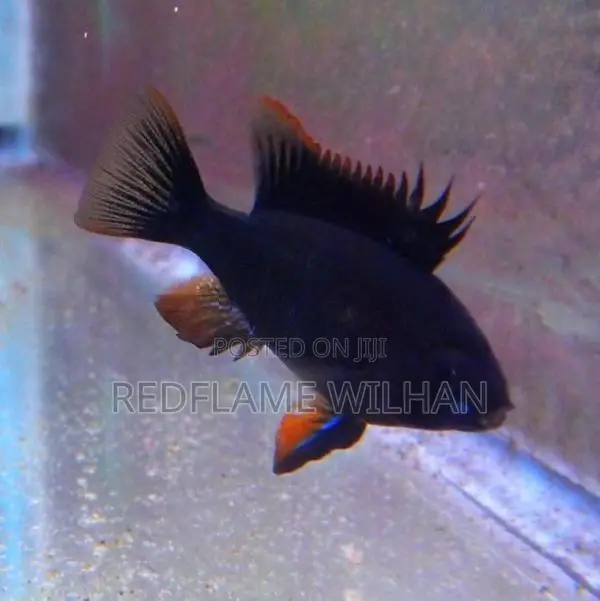 Black Ramirezi