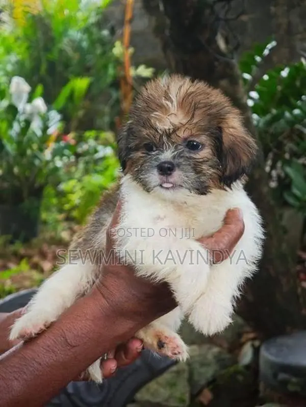 Shitzu Puppies