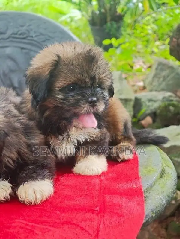 Shitzu Puppies
