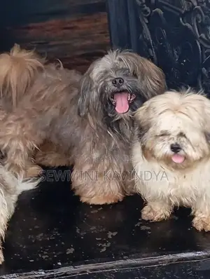 Shitzu Puppies