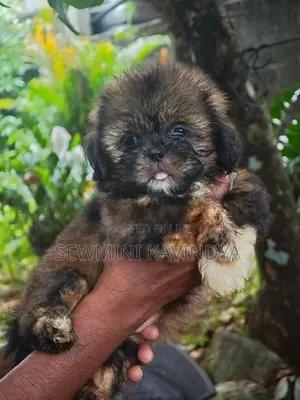 Shitzu Puppies