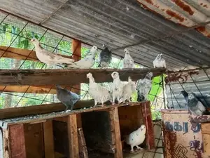 Pigeons