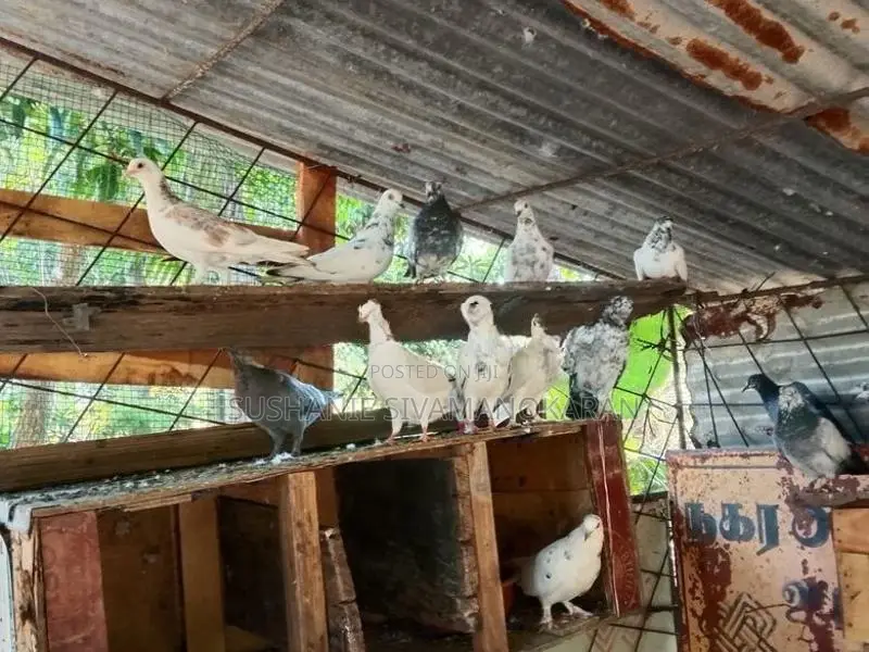 Pigeons