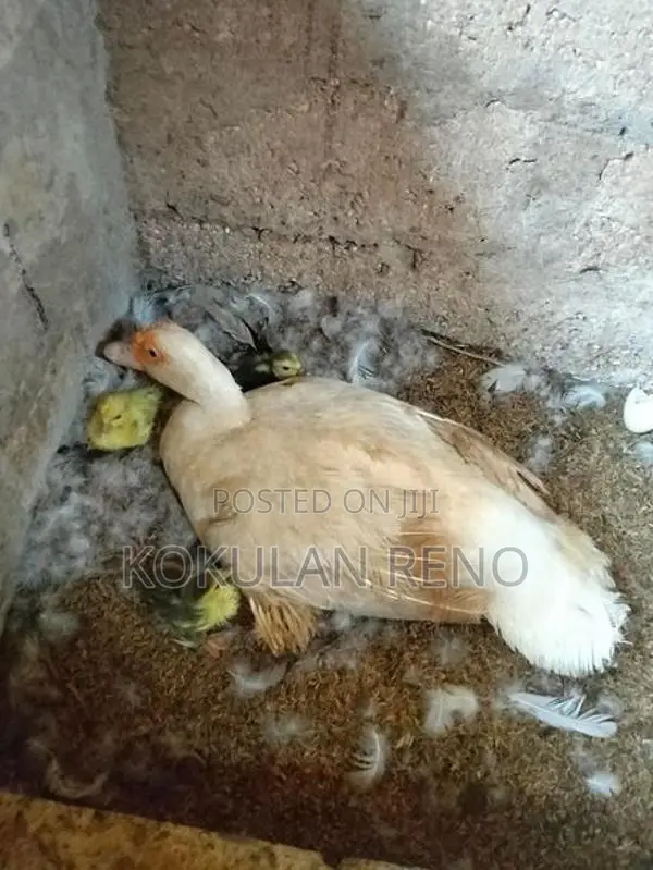 வந்து 3 பொடும் 1சேவலும்