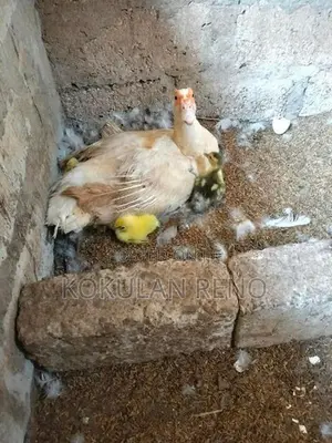 வந்து 3 பொடும் 1சேவலும்