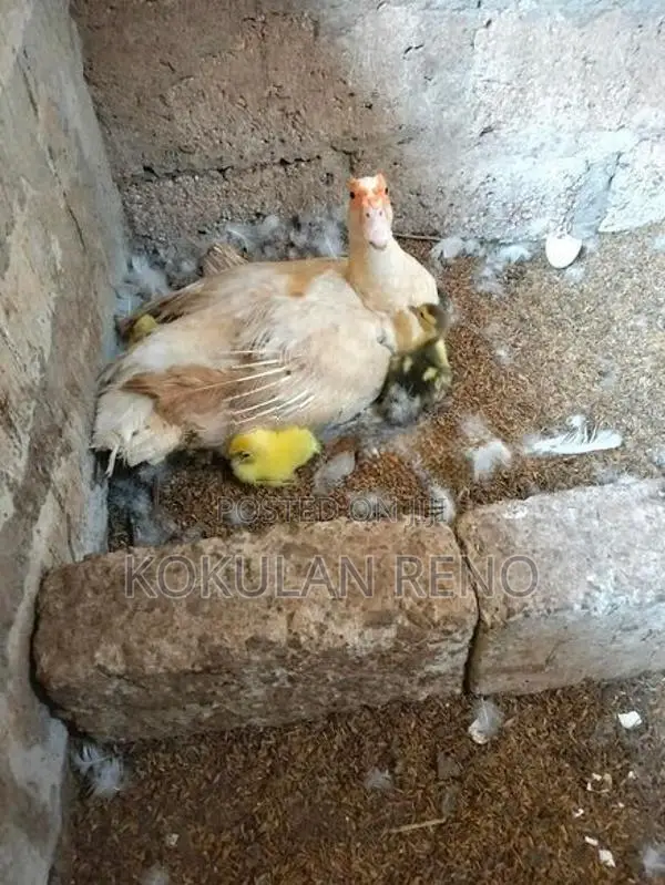 வந்து 3 பொடும் 1சேவலும்
