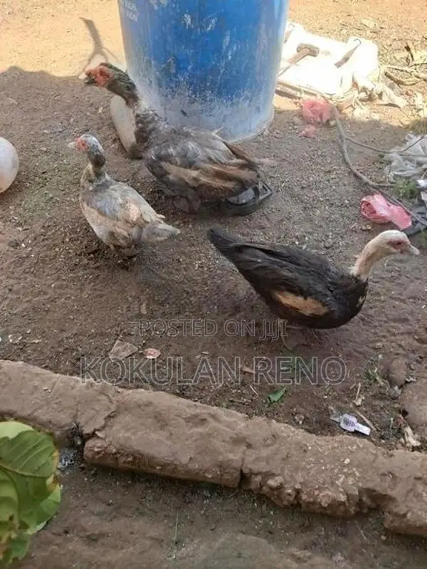 வந்து 3 பொடும் 1சேவலும்